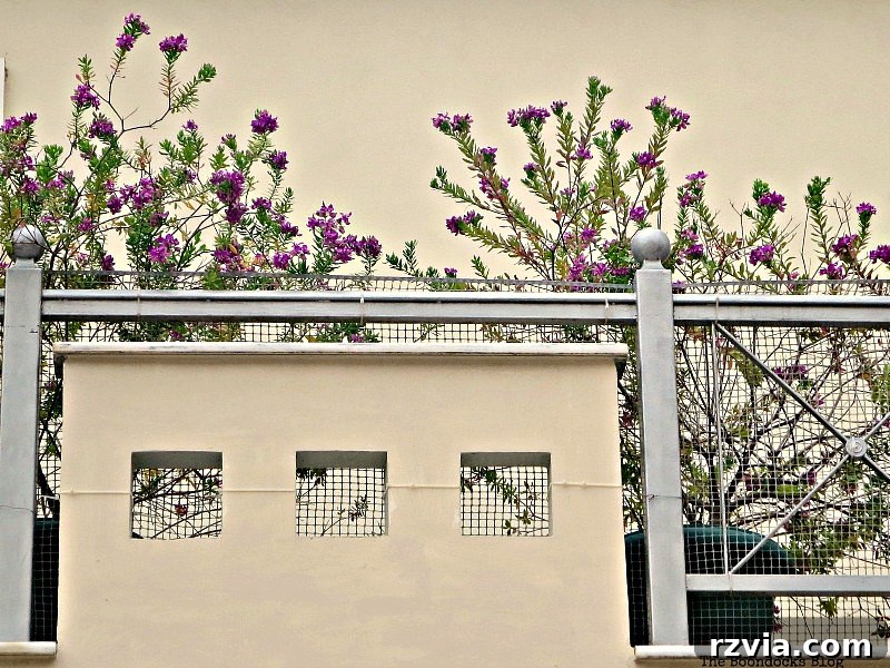 Pink and white blooms adding charm to a traditional Greek balcony, captured during the 'Flowers for Spring' challenge.