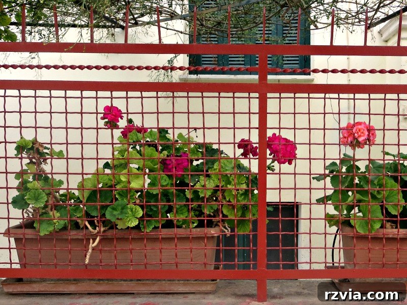 Planters filled with colorful flowers hanging on a fence in a Greek town, demonstrating creative urban gardening.
