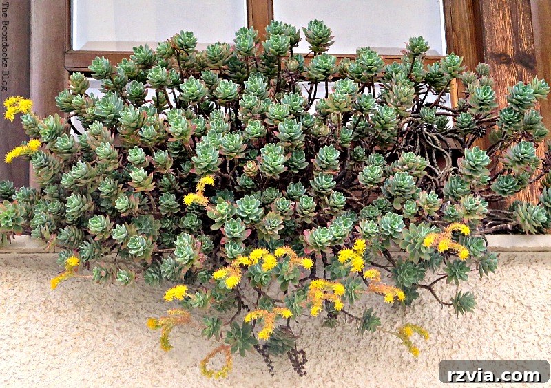 Planters brimming with spring flowers on a window ledge in Greece, capturing the essence of Mediterranean streetscapes.