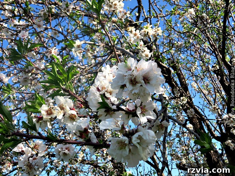 The delicate beauty of almond tree blossoms, showing a branch adorned with soft white and pink flowers against a clear sky, serving as inspiration for a spring DIY wreath.