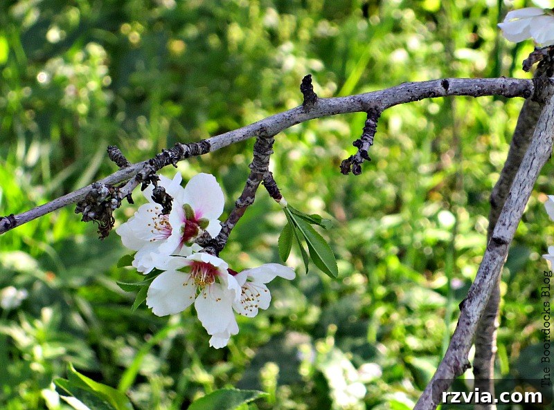 International Bloggers Easter Candle Challenge 2 Beautiful almond flower, often seen blooming during the spring season in Greece and symbolic of new beginnings.