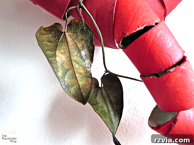 Another close-up perspective showcasing a real ivy leaf, with its distinctive leather-like texture and greenish-brown hue, enhancing the upcycled heart wreath's natural appeal.