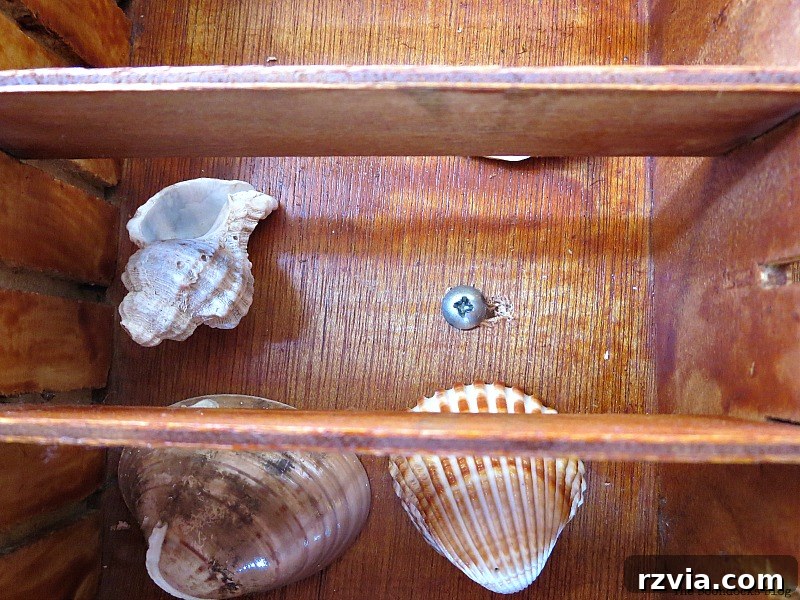 The Feature Table 7 Seashells being carefully placed inside the repurposed cassette holder, transforming it into a display box for collectibles.